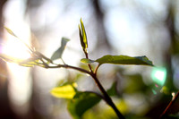 木漏れ日 (Komorebi) - light filtering through tree leaves