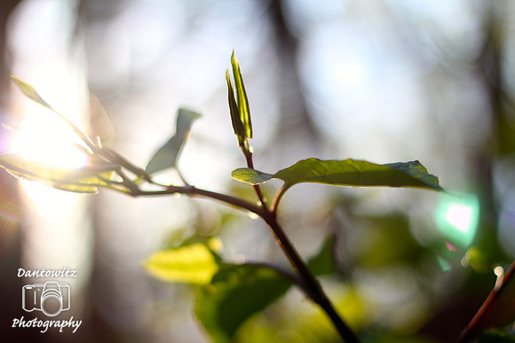 木漏れ日 (Komorebi) - light filtering through tree leaves