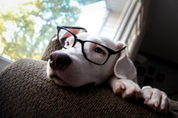 Professor Woof