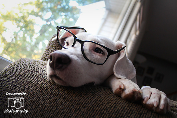 Professor Woof